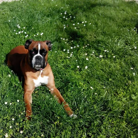 Familial -- Les Palmiers * Gémozac